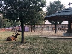 -石家庄市动物园