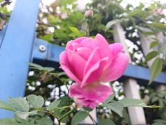 -金水泊山庄·花椒鸡(铁山坪店)