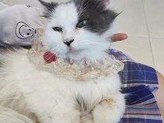 -怪兽屋·羊驼·猫咖·狗咖(俊华广场店)