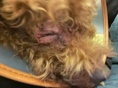 -爱侣宠医·鹦鹉专科·小型哺乳类·异宠专科(灵石路店)