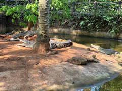 -海南热带野生动植物园