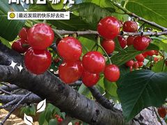 -崂山水果园农家宴(泉水鸡店)