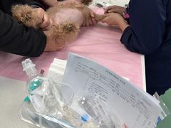 -北京观赏动物医院·24小时大型综合·猫专科·异宠专科