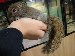 -藦茜花园宠物主题亲子互动体验馆(国顺东路店)