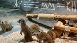 -Zoolung Zoolung动物主题公园(海信广场店)