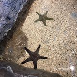 超萌态的动物乐园[糖果]