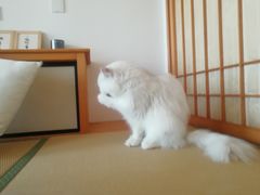 -猫在这儿猫咪咖啡馆·撸猫馆
