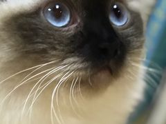 -猫和宫(六道口店)