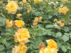 -人民公园(罗湖区)