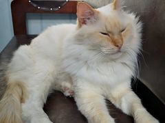 -猫小院猫主题咖啡厅(北锣店)