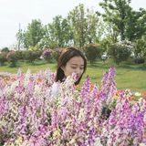 无锡网红打卡地，杜鹃花开得正艳