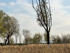 -汉长安城未央宫国家考古遗址公园