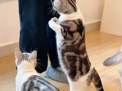 -有喵·猫咖·狗咖·30几只猫10只小狗(岗厦店)