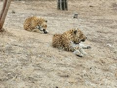 -大连森林动物园