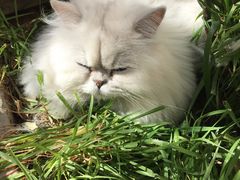 -喵屿·大理花园猫咖