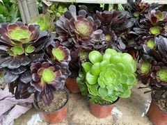 -秦美花卉(天朗·莱茵小城2期店)