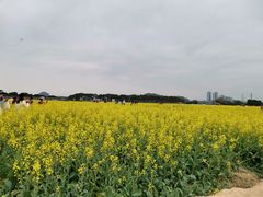 -长洲岛