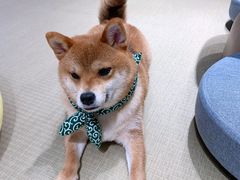 -逗柴咖啡屋·狗咖猫咖宠物桌游