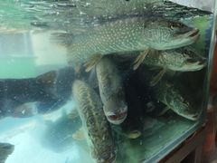 -煲来饱去冷水鱼