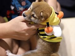 -逗柴咖啡屋·狗咖猫咖宠物桌游