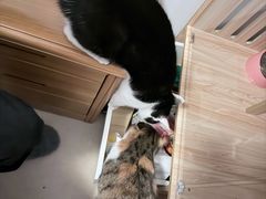 -贝来恩24H动物医院·转诊中心(稻香路店)