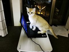-猫大福·Fortune Cat猫舍(百子湾店)