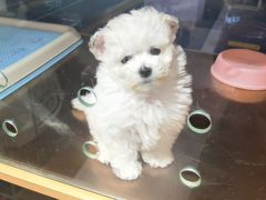 -FAELING PETS美天灵宠物(富力广场店)