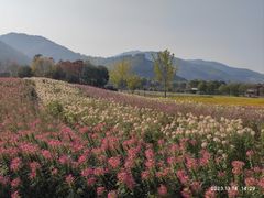 -径山花海
