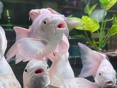 -中环花鸟鱼虫市场