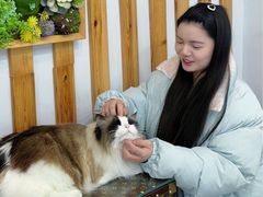 -青奢宠物·青奢猫舍