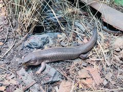 -费瑟代尔野生动物园