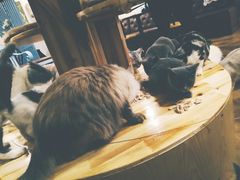 -共舞时光猫咖·狗咖(新街口店)