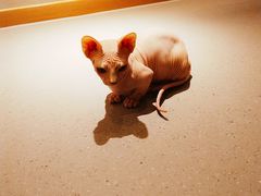 -飞行喵MR PILOT|猫舍·猫咖(静安大融城店)