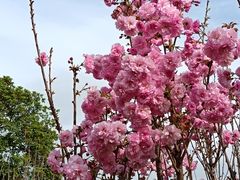 -天适樱花悠乐园