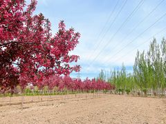 -甜心庄园·甜心草莓采摘园(西青中北店)