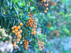 -华侨城湿地公园