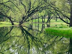 -上海共青森林公园