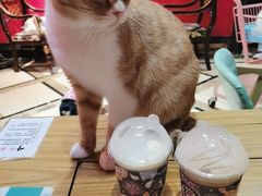 -猫色咖啡·猫咖