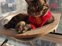 -纳吉亚猫专科动物医院·北北分院