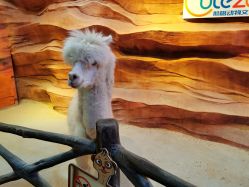 -酷嗒动物文化乐园(cutezoo西溪乐天城店)