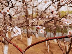 -桃花堤公园