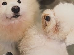 -more than meow吴止猫主题餐厅(承德 中船汇店)