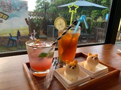 -柴犬高等学院·狗咖·柴犬售卖·宠物训练