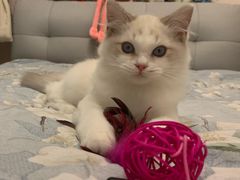 -翊宠yipet猫狗购宠庄园犬舍•猫舍