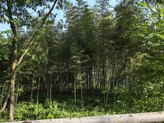 -西湖风景区-江洋畈生态公园