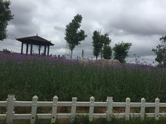 -羊亭河湿地公园