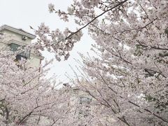-高东镇樱花园