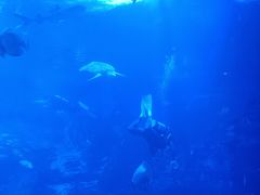 -太平洋海底世界