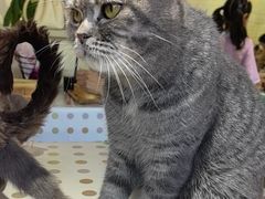-猫小院猫主题餐厅(南锣旗舰店)