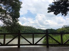 -南宁良凤江国家森林公园